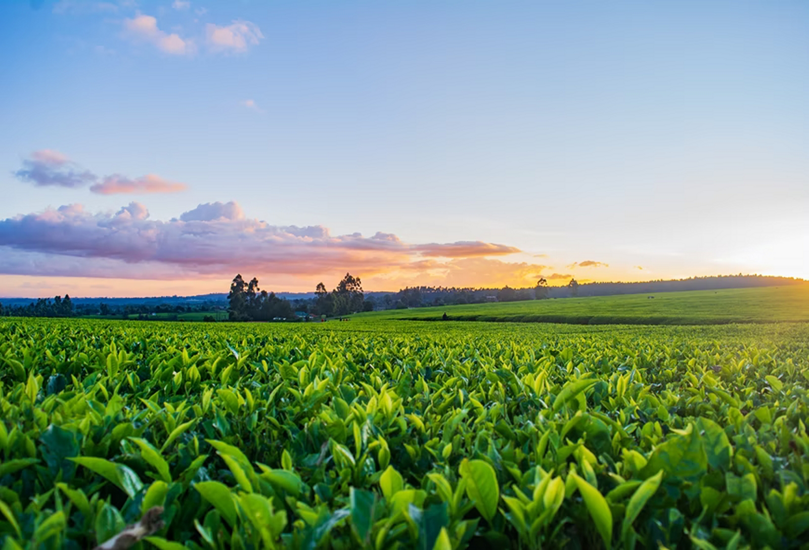 Organic Farming Consultation